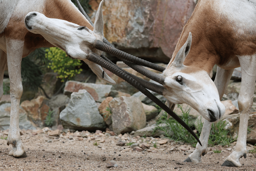 scimitar oryx petting zoo in fredericksburg texas