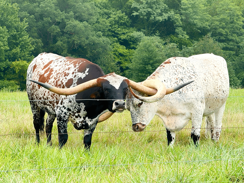 show longhorn bulls for sale in fredericksburg texas