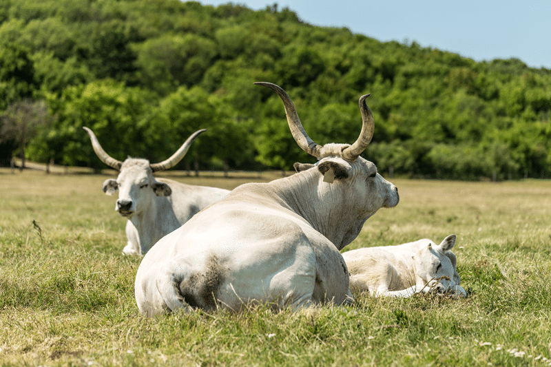 show longhorns for sale in fredericksburg texas