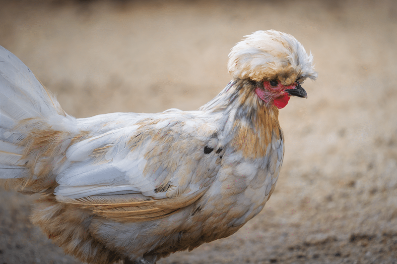 show ornamental chickens for sale in fredericksburg texas