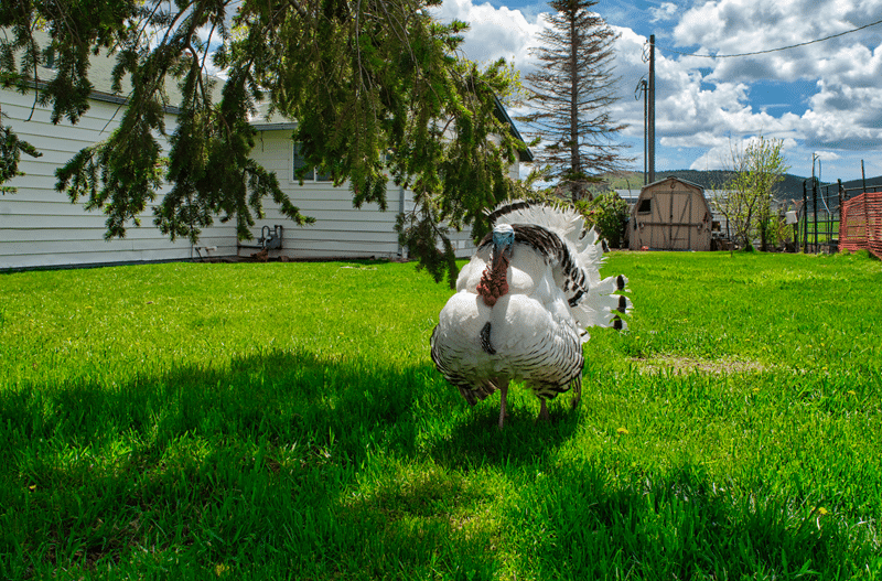 show ornamental turkeys for sale in fredericksburg texas