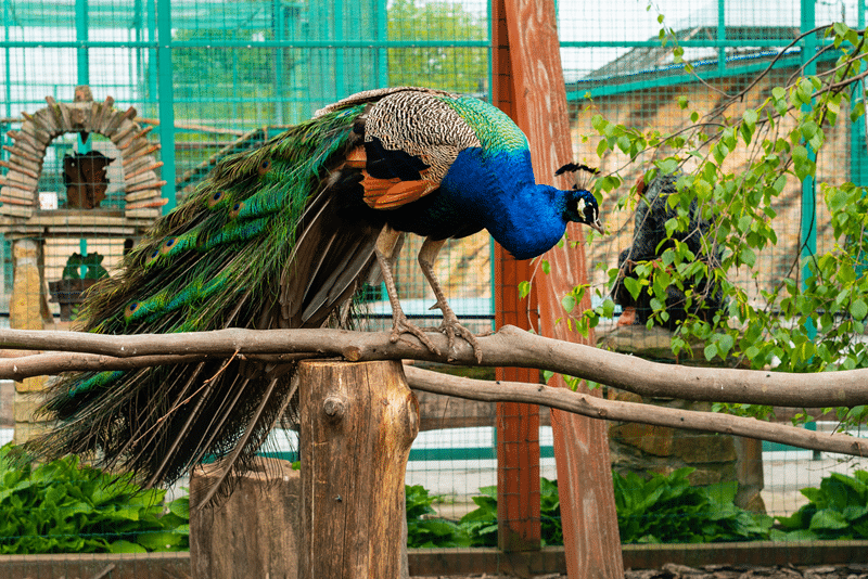 show peacocks for sale in fredericksburg texas