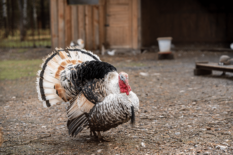 show turkey for sale in fredericksburg texas