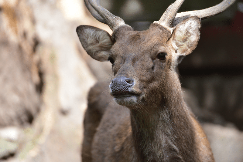 sika deer for sale texas