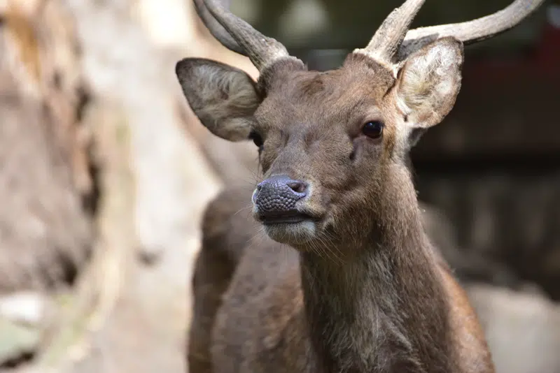 sika deer for sale texas