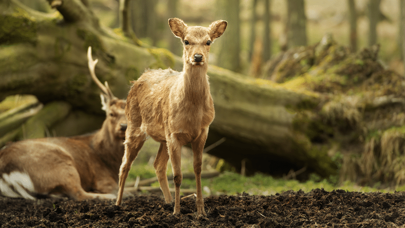sika deer hunts texas