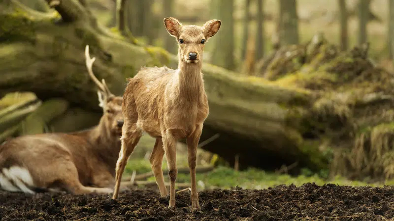 sika deer hunts texas