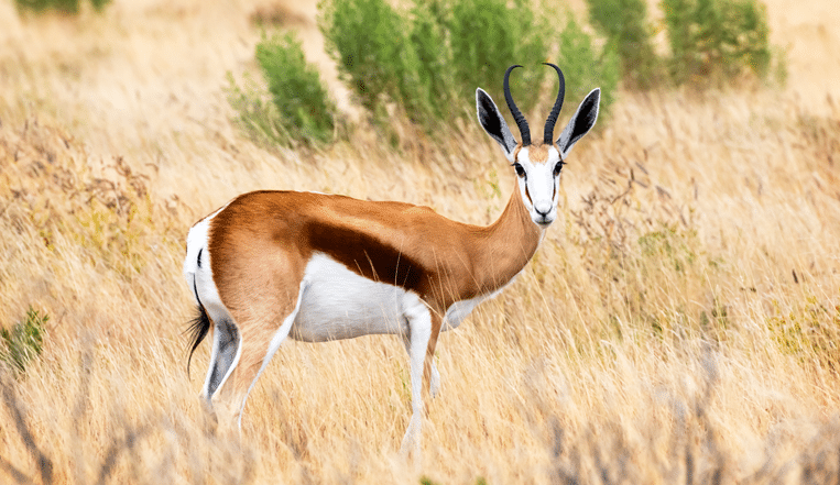 springbok for sale in texa