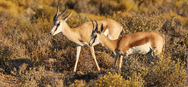 Springbok Back Ridge Springbok For Sale In Fredericksburg Texas | Avery Ridge Ranch