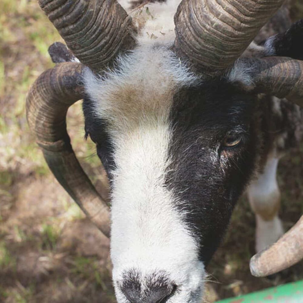 top-four-horned-jacob-sheep-hunting-in-texas-hill-country (1) Top Four Horned Jacob Sheep Hunting in Texas Hill Country
