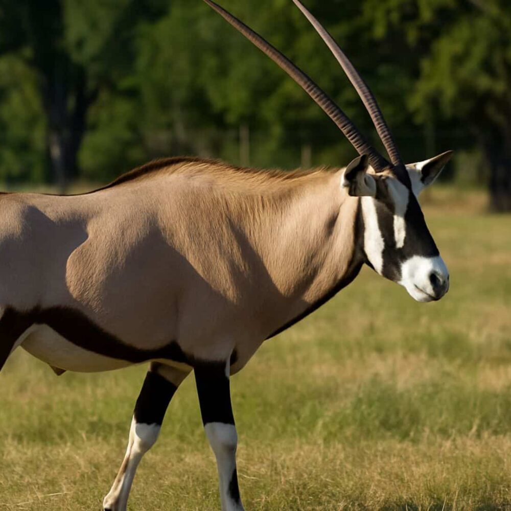 Top Gemsbok Hunting in Texas Hill Country