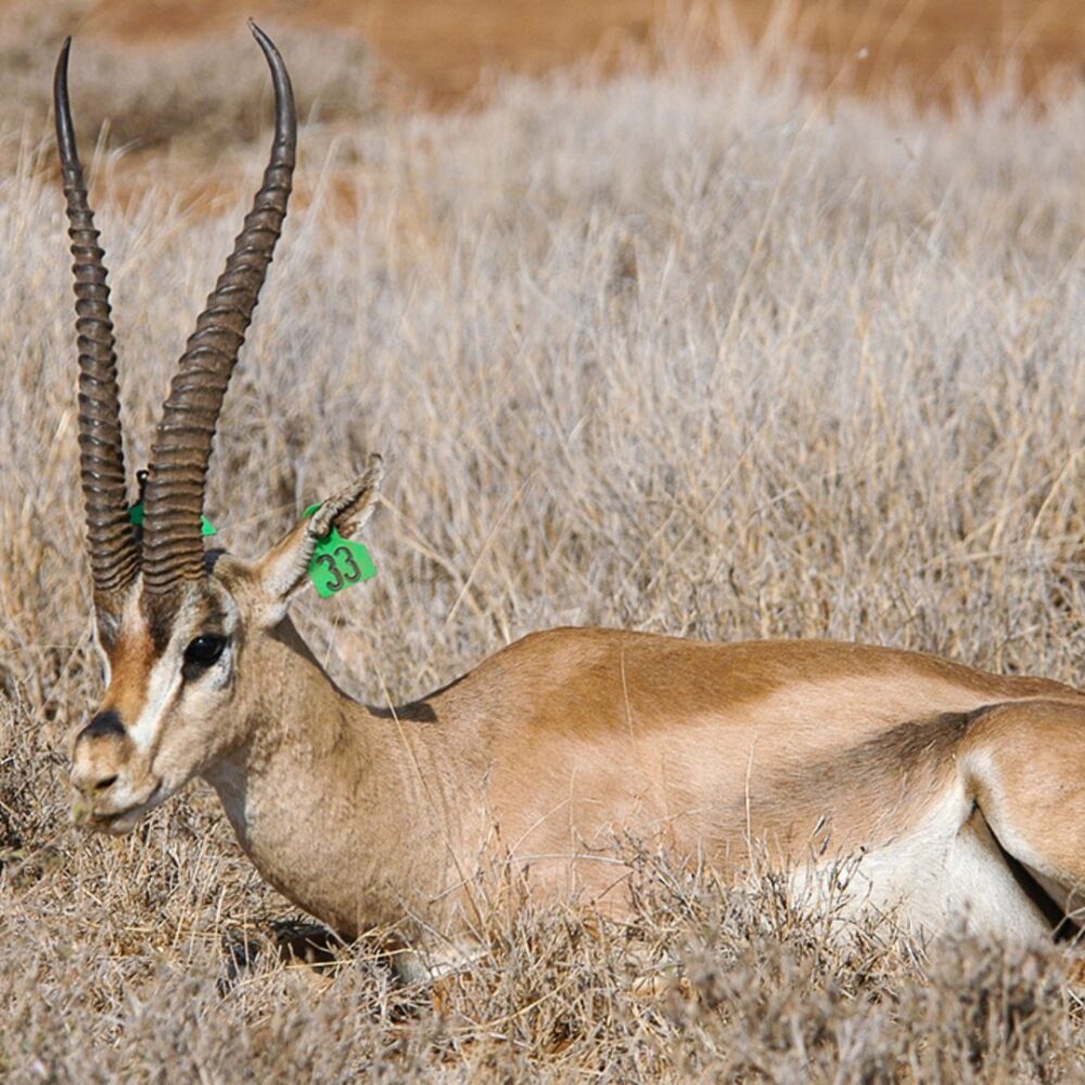 top-grants-gazelle-in-texas-hill-country Top Grants Gazelle Hunting in Texas Hill Country