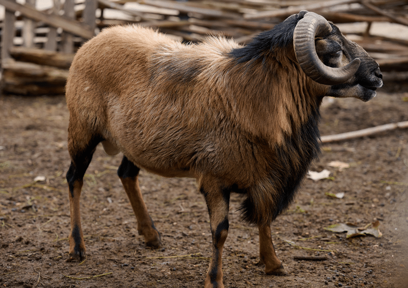 top himalayan tahr hunting in texas hill country