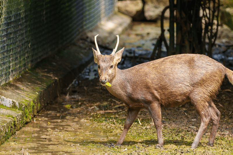 top hog deer hunting in texas hill country