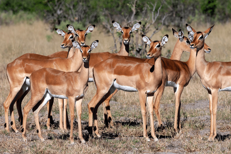 top impala hunting in texas hill country