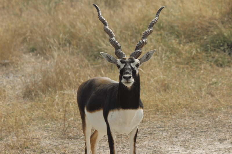 top indian blackbuck hunting in texas hill country