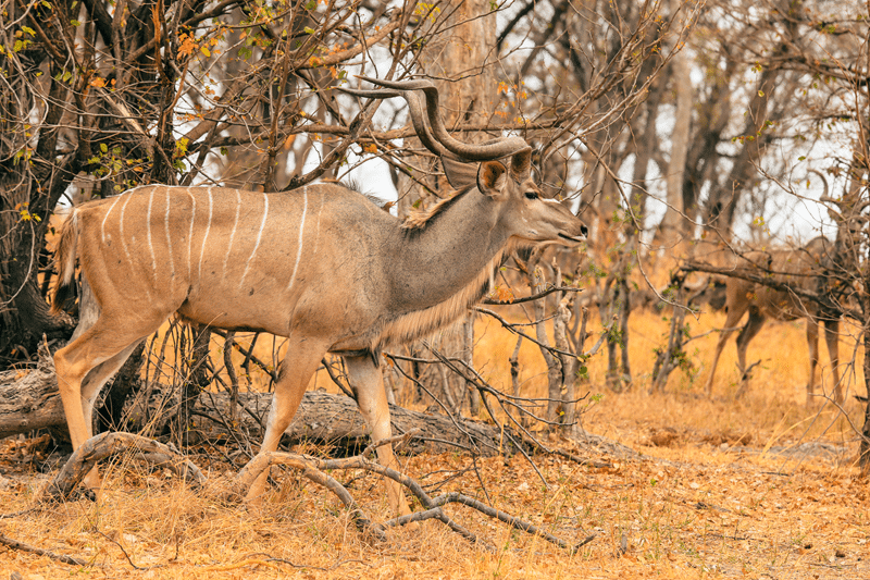 top kudu hunting in texas hill country