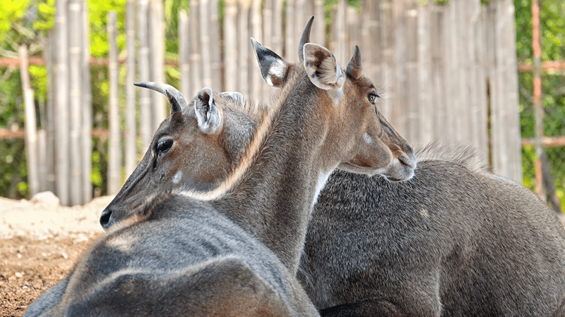 top muntjac deer hunting in texas hill country