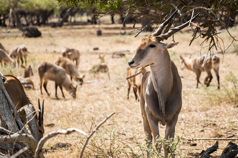 top nile lechwe hunting in texas hill country