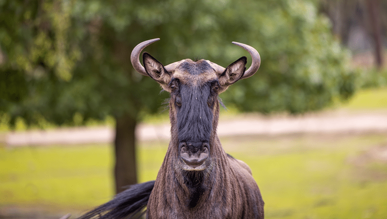 top nilgai hunting in texas hill country