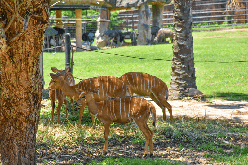 top nyala hunting in texas hill country