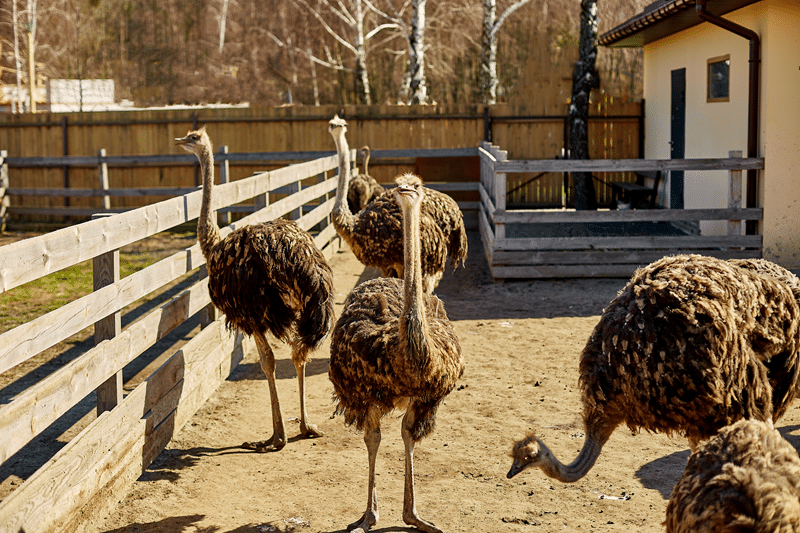 top ostrich hunting in texas hill country