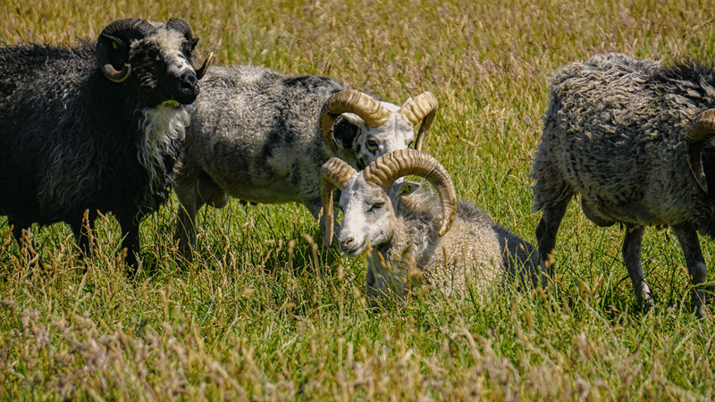 top painted desert sheep hunting in texas hill country