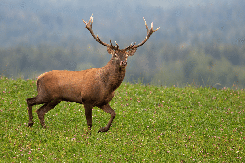 top pere davids deer hunting in texas hill country