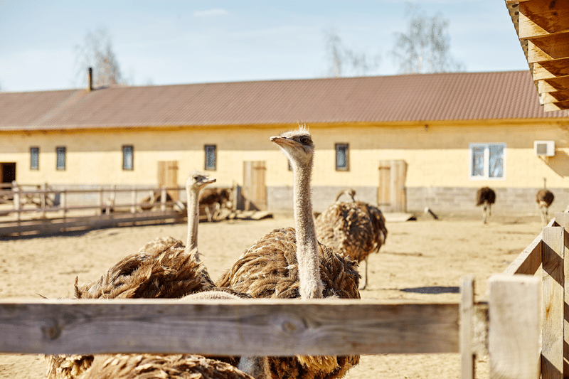top reasons to hunt emu in hill country