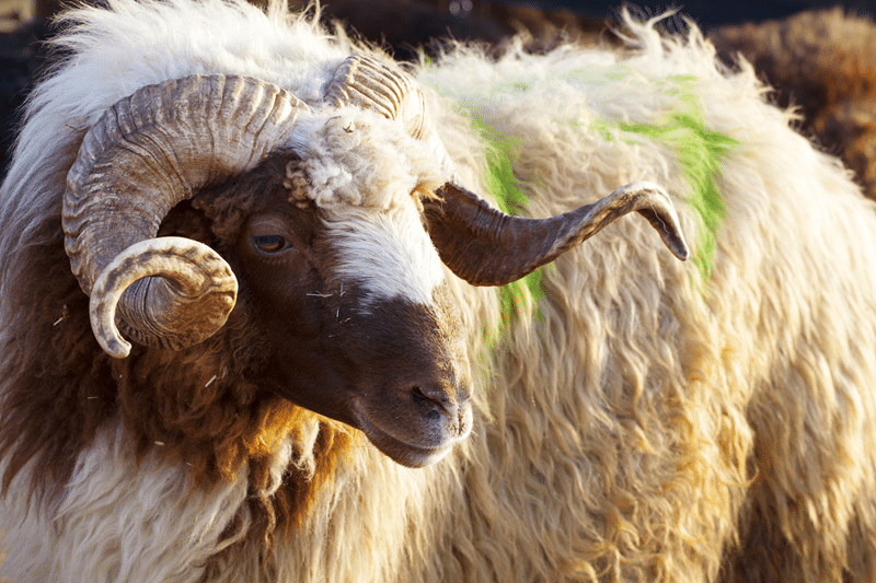 top reasons to hunt four horned sheep with us