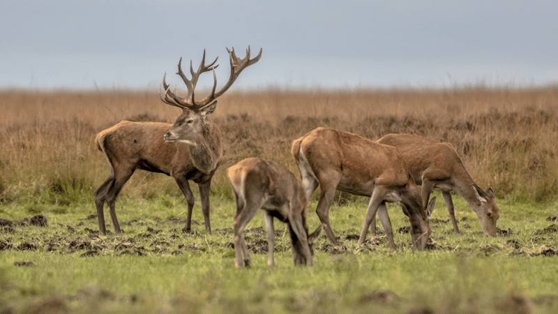 top red deer hunting in texas hill country