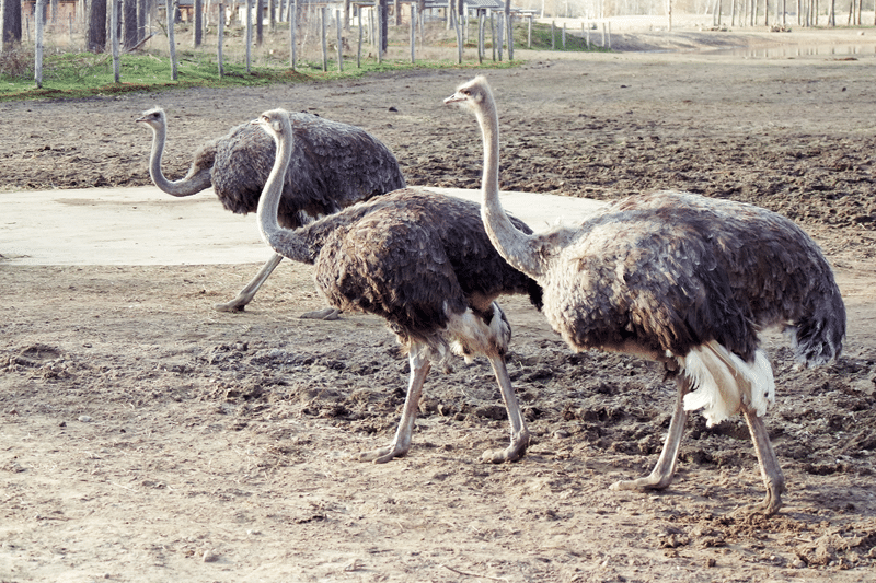 top rhea hunting in texas hill country