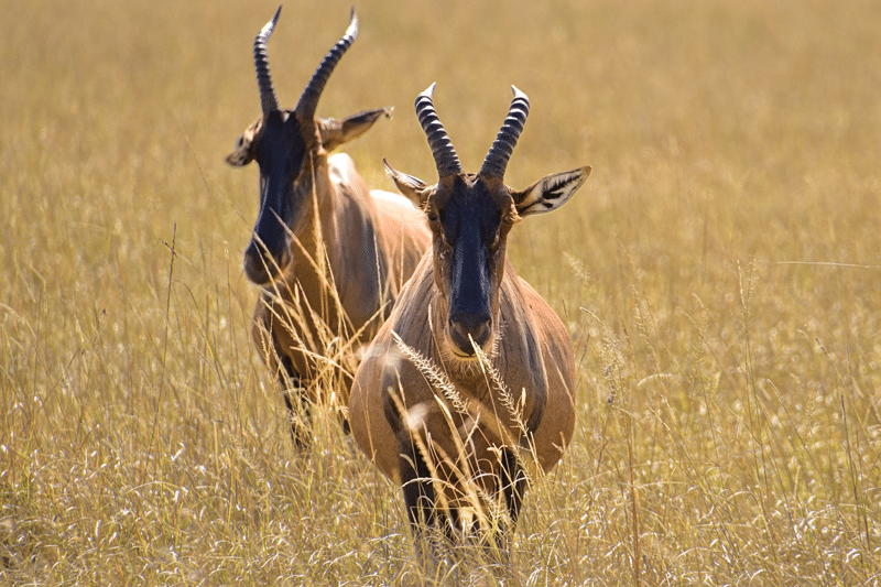 top roan hunting in texas hill country