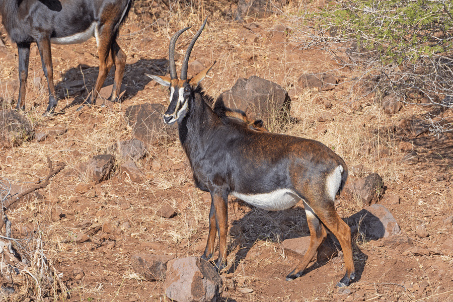 top sable hunting in texas hill country