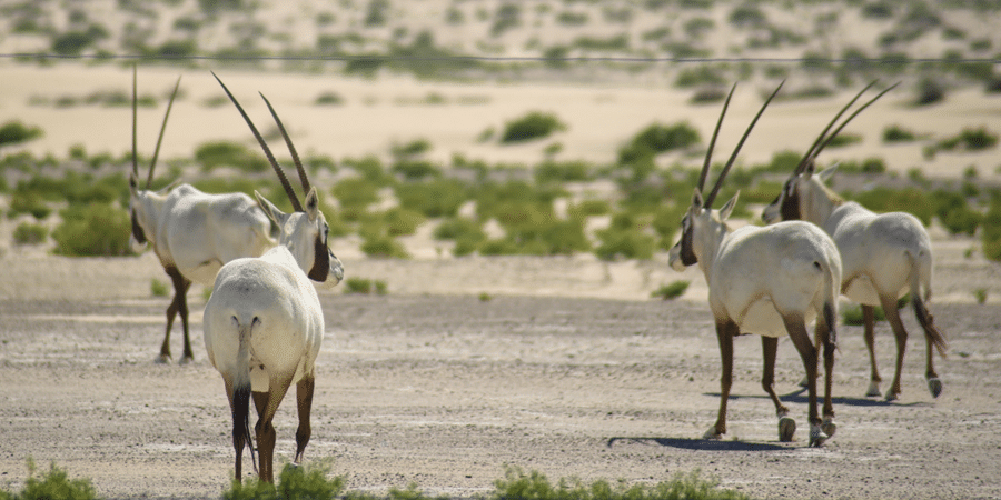 top scimitar oryx hunting in texas hill country