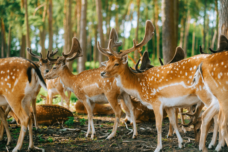top sika deer hunting in texas hill country