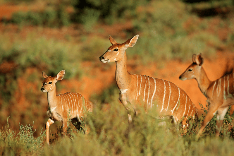 top sitatunga hunting in texas hill country