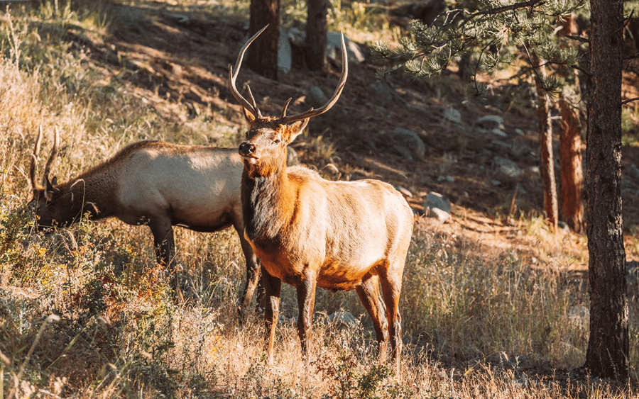 top white elk hunting in texas hill country