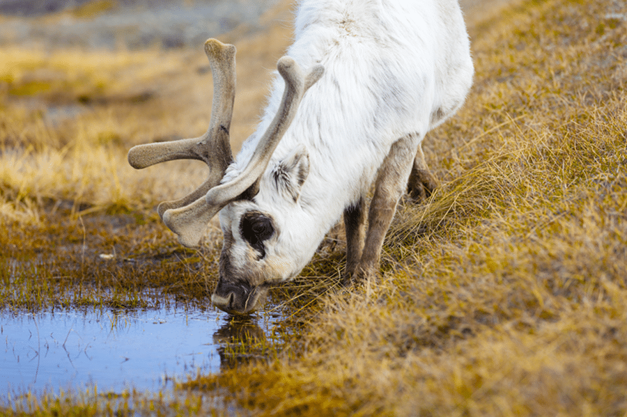 texas hill country white stag hunting