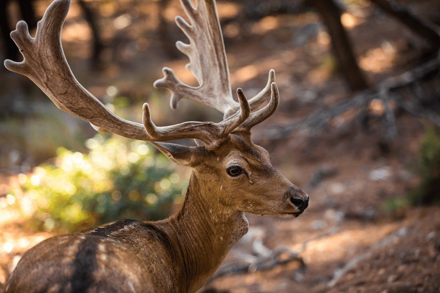 texas hill country top whitetail deer hunting