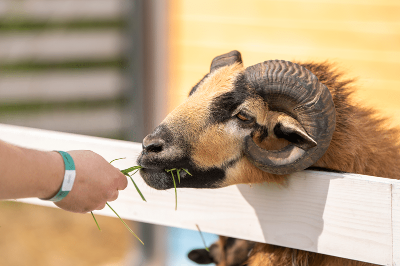 transcaspian urial petting in a zoo