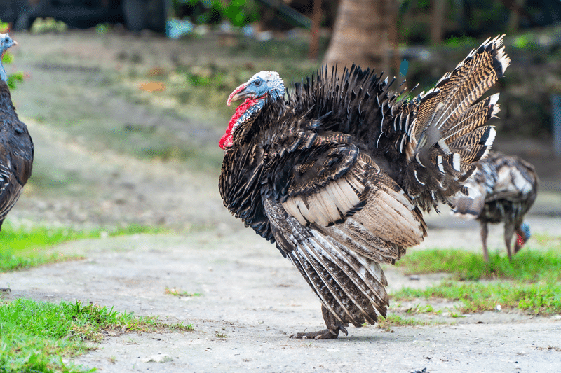 turkey auction in fredericksburg texas
