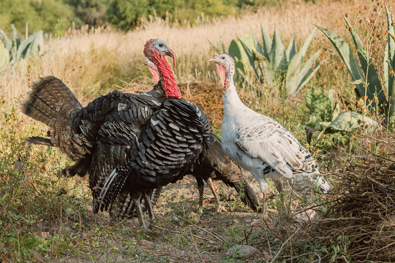 turkey auction in texas