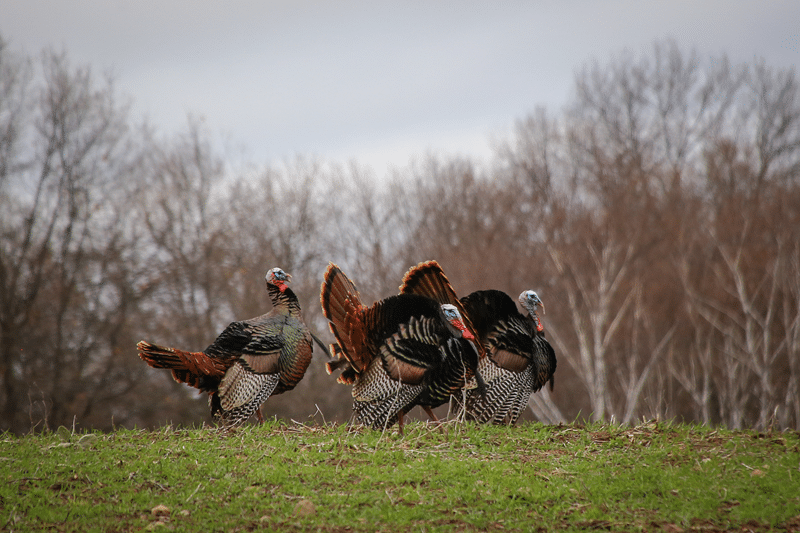 turkey no kill sanctuary in fredericksburg texas