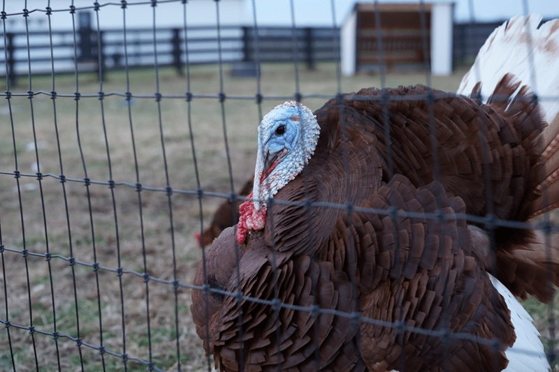 turkey petting zoo in fredericksburg texas