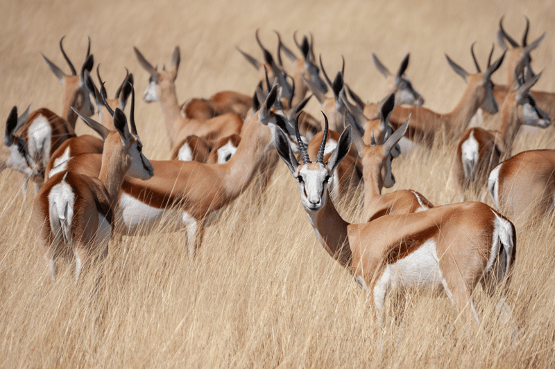 what makes our dama gazelle petting zoo special