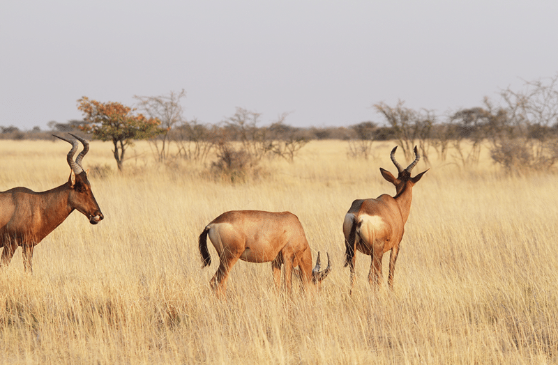 what makes our eland petting zoo special