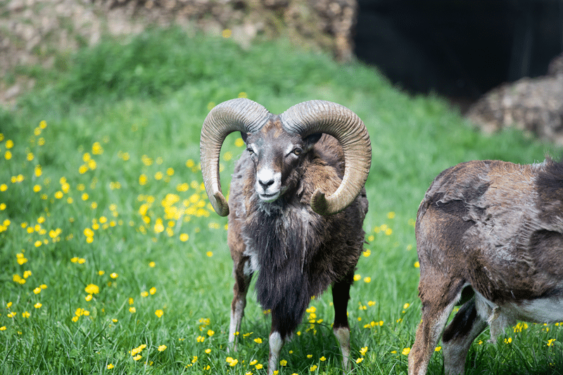 what sets our four horned hunts apart