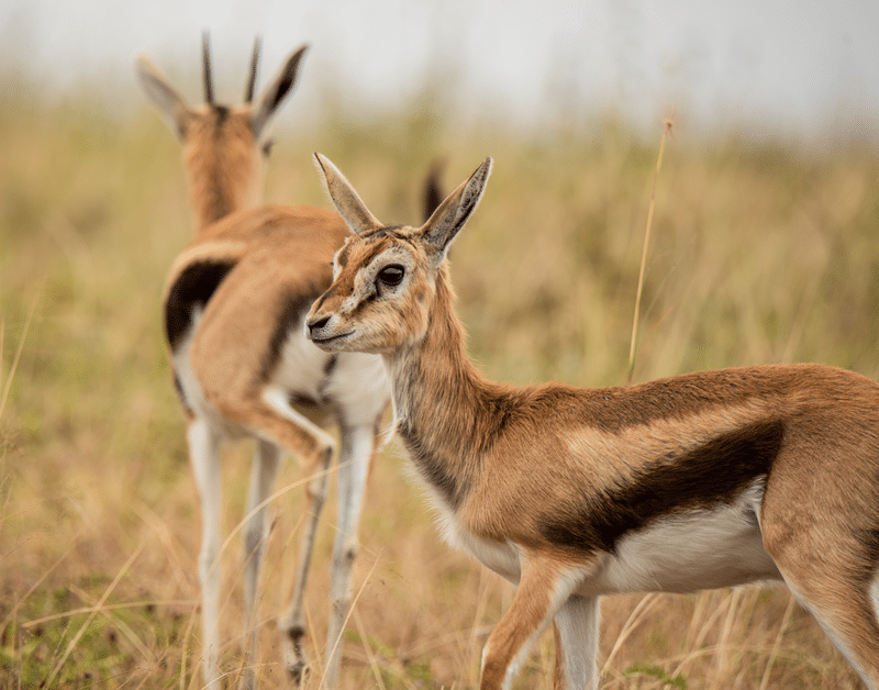 what you get with our dama gazelle hunts