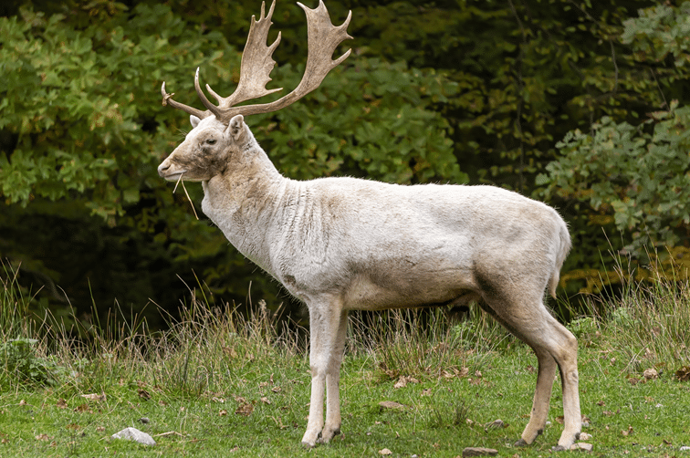 texas white elk for sale